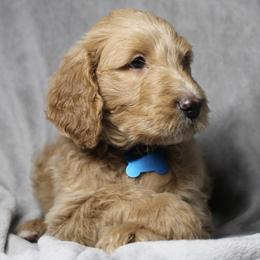 Ace - Cream male Goldendoodle puppy in Howard City, Michigan from Doodles and Chaos