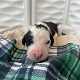 Dublin - Black and white female Sheepadoodle puppy in Rocky Point, North Carolina from CelticDoods