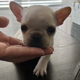 French Bulldogs from Grace