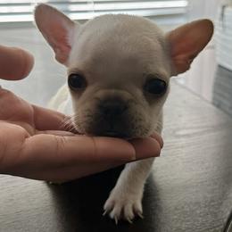 French Bulldogs from Grace