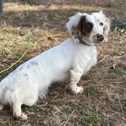 Dachshund puppies from Vandruff Creek Mini Dachshunds