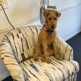 Irish Terriers from Cloverdell Irish