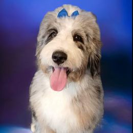 Marley - Bernedoodle