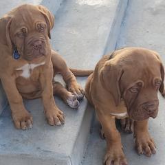 Dogues de Bordeaux from 5150sphynx