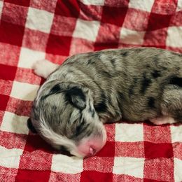 Jax - Blue merle Aussiedoodle puppy in Albertville, Alabama from Home Sweet Home Doodles LLC