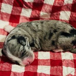 Jax - Blue merle Aussiedoodle puppy in Albertville, Alabama from Home Sweet Home Doodles LLC