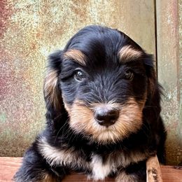 Bernedoodle Puppies from Cathy's Bernedoodles