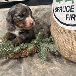 Noble - Blue merle male Bernedoodle puppy in Temecula, California from Country Hills Doodles
