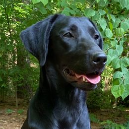 Fenlee - Labrador Retriever