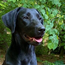Fenlee - Labrador Retriever