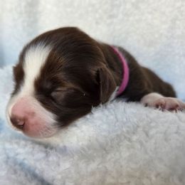 Prancer - Red tri-color female Australian Shepherd puppy in Anthony, Florida from Out of the Blue Aussies