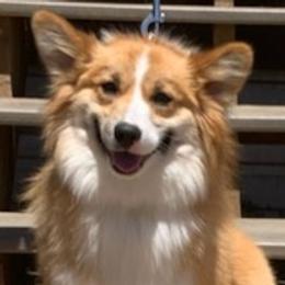 Cardigan Welsh Corgis, Miniature Australian Shepherds, and Pembroke Welsh Corgis from Rancho Sandoval Corgis and Mini Aussies