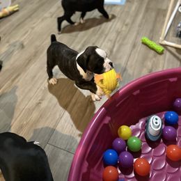 Boxer Puppies from A&B Euro Boxers, LLC