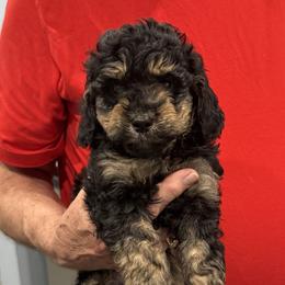 Charlie - Phantom male Goldendoodle puppy in Springfield, Pennsylvania from Lesher Goodwin Goldendoodles