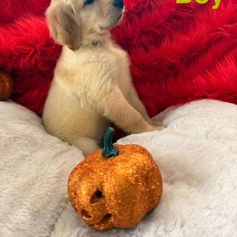 Golden Retriever Puppies from American True Golden retriever