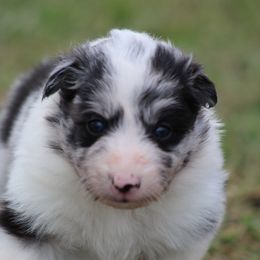 Boy 3 - Blue merle male Border Collie puppy in Tylertown, Mississippi from Cool Meadow Farms