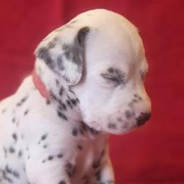 Red Boy (Liver) - White and liver brown male Dalmatian puppy in Spring Branch, Texas from D'vine Dalmatians