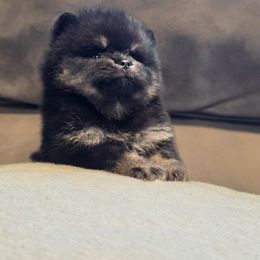 Pomeranian Puppies from Legacy Poms OC