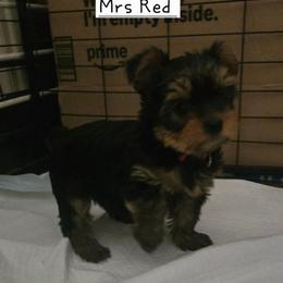 Mrs Red - Black and tan female Yorkshire Terrier puppy in Dover, Delaware from Lewis Precious Paws