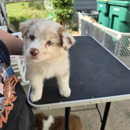 Australian Shepherd Puppies from Starlit Grove Australian Shepherds