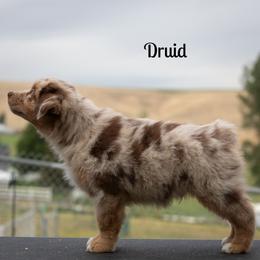 Druid - Red merle male Australian Shepherd puppy in Benton City, Washington from Eventide Australian Shepherds