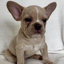 Boy 1 - Cream male French Bulldog puppy in Walnut, California from Flores Frenchies