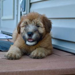 Oak - Wheaten male Soft Coated Wheaten Terrier puppy in Kirksville, Missouri from Ironwood Ridge Kennels