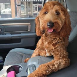 Maizie - Goldendoodle