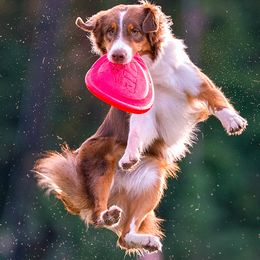 Bonnie - Australian Shepherd