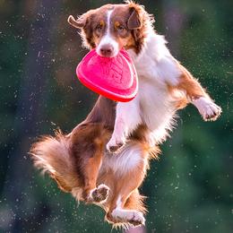 Bonnie - Australian Shepherd