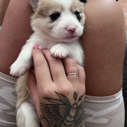 American Corgi Puppies from R and b corgis and farm