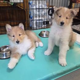 Collie Puppies from Curtain Call Collies