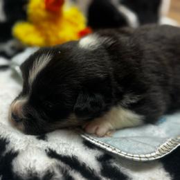 Mason - Black and tan male American Corgi puppy in Nortonville, Kansas from Low Riders Corgis & Mini Aussies
