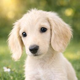 Dudley - Cream male Dachshund puppy in Sebring, Florida from Mini Weenies