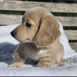 Noah - Cream male Dachshund puppy in Ben Wheeler, Texas from Anytime Dachshunds by D.B.