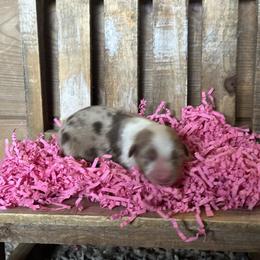 RMF1 - Red merle female Miniature Australian Shepherd puppy in Lexington, Nebraska from Osborne's Aussies