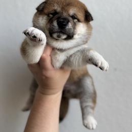 Bulma (Saleen) - Red female Shiba Inu puppy in Texas from Southern Shibas
