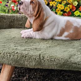Yellow Girl Patsy - Lemon and white female Basset Hound puppy in Foley, Alabama from Jubilee Basset Hounds
