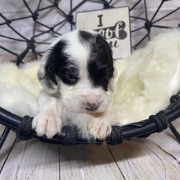 Aussiedoodle, Cockapoo, Goldendoodle, Poodle, Sheepadoodle, and Springerdoodle Puppies from Two Creeks Farm Poodles & Doodles