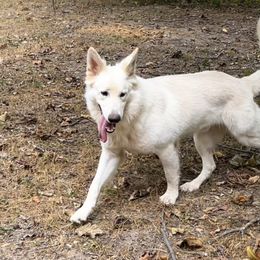 Outlaw - German Shepherd