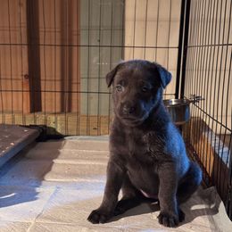 Girl 3 - Silver brindle Dutch Shepherd puppy in Atlanta, Georgia from Elyon Kennels