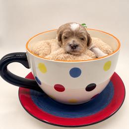 Carl Dean - Blenheim male Cavapoo puppy in Cedar City, Utah from Cedar Sprout Puppies