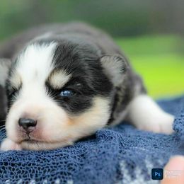Freedom - Black and white female Pomsky puppy in Bremen, Indiana from AMS Pomeranians and Pomskies in Indiana