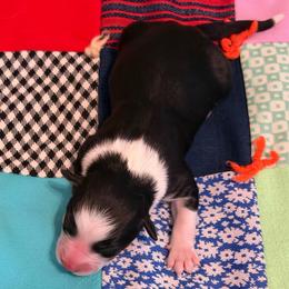Noelle - Black tri-color female Australian Shepherd puppy in Harrah, Oklahoma from Kamm's Aussies
