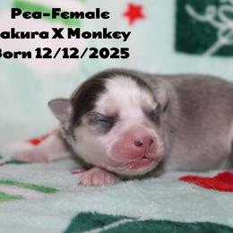 Pea - Blue female Pomsky puppy in Centerville, Iowa from LJ Kennels Pomskies, LLC