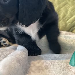 Dachshund Puppies from Meyerhaus (Weenie-Corn Ranch)