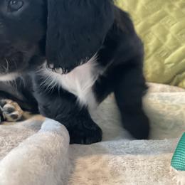 Dachshund Puppies from Meyerhaus (Weenie-Corn Ranch)