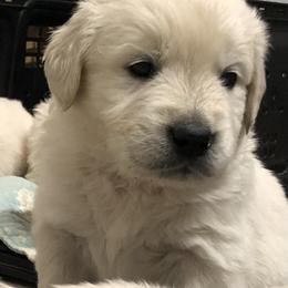 Golden Retriever Puppies from Reel Ridge Farm
