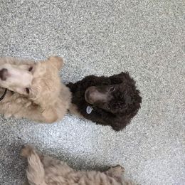 Poodle Puppies from Pampered Pawz