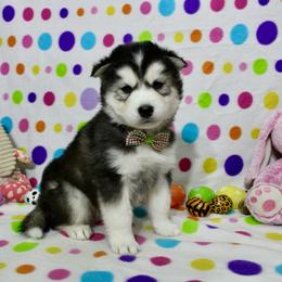 Harley - Black tan and white male Siberian Husky puppy in Lunenburg, Vermont from SNOW WOOLY HUSKY